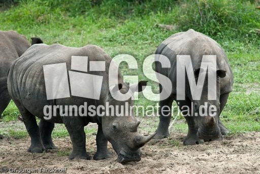 Breitmaulnashorn (21 von 28).jpg